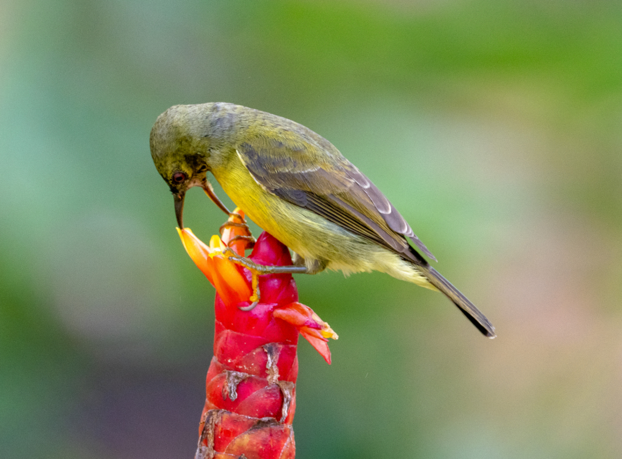 Yellow eared Spiderhunter 1